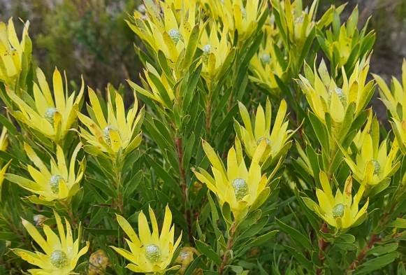 Leucadendron xanthoconus female flowerheads